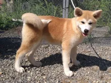 秋田犬