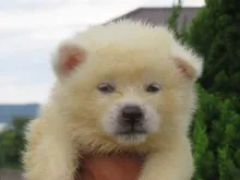 秋田犬