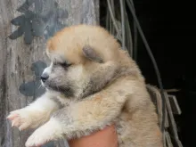 秋田犬