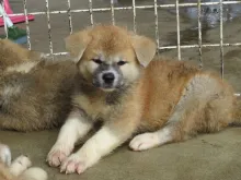 秋田犬