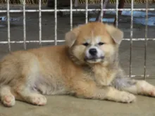 秋田犬