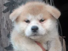 秋田犬
