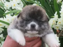 秋田犬