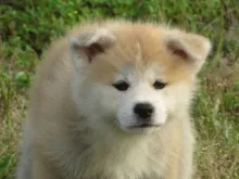 秋田犬