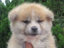 秋田犬