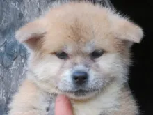 秋田犬