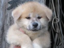 秋田犬