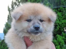 秋田犬