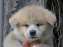 秋田犬