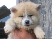 秋田犬