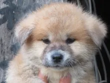 秋田犬