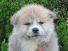 秋田犬