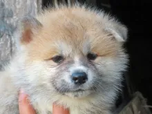 秋田犬