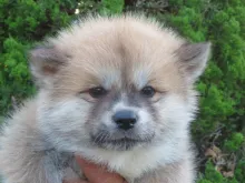 秋田犬