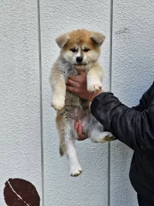 秋田犬