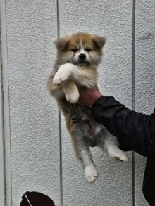 秋田犬