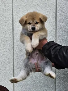 秋田犬