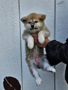 秋田犬