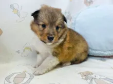 シェットランド・シープドッグ