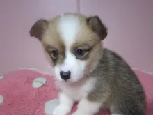 ウェルシュ・コーギー・ペンブローク