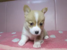 ウェルシュ・コーギー・ペンブローク