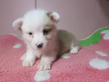 ウェルシュ・コーギー・ペンブローク