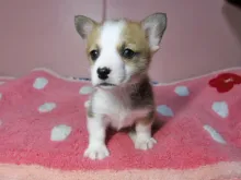 ウェルシュ・コーギー・ペンブローク