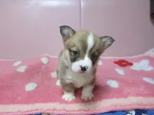 ウェルシュ・コーギー・ペンブローク