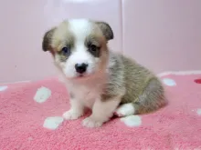 ウェルシュ・コーギー・ペンブローク