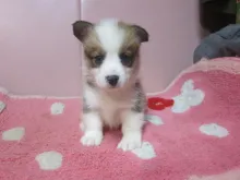 ウェルシュ・コーギー・ペンブローク