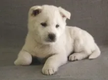 紀州犬