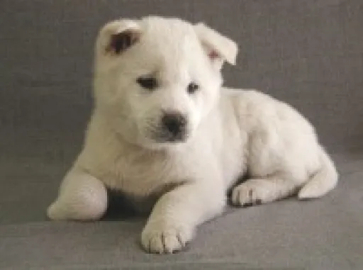 紀州犬の子犬販売 画像1