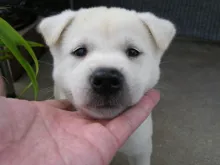 紀州犬