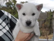 紀州犬