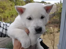 紀州犬