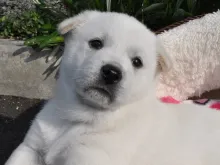 紀州犬