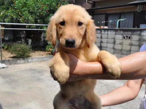 ゴールデン・レトリーバーの子犬販売 画像1