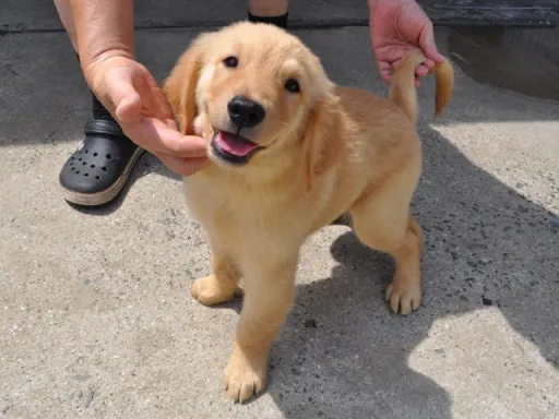 ゴールデン・レトリーバーの子犬販売 画像1
