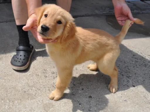 ゴールデン・レトリーバーの子犬販売 画像1