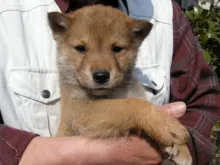 四国犬