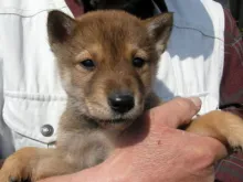 四国犬