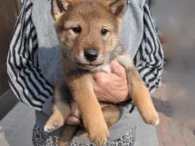 四国犬
