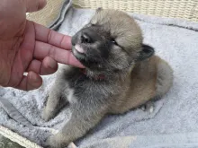 四国犬