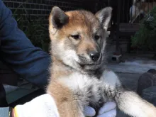 四国犬