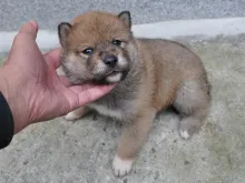四国犬