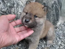 四国犬