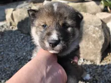 四国犬