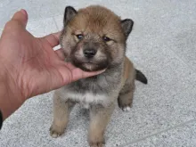 四国犬