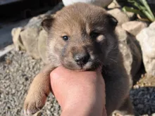 四国犬