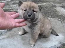 四国犬